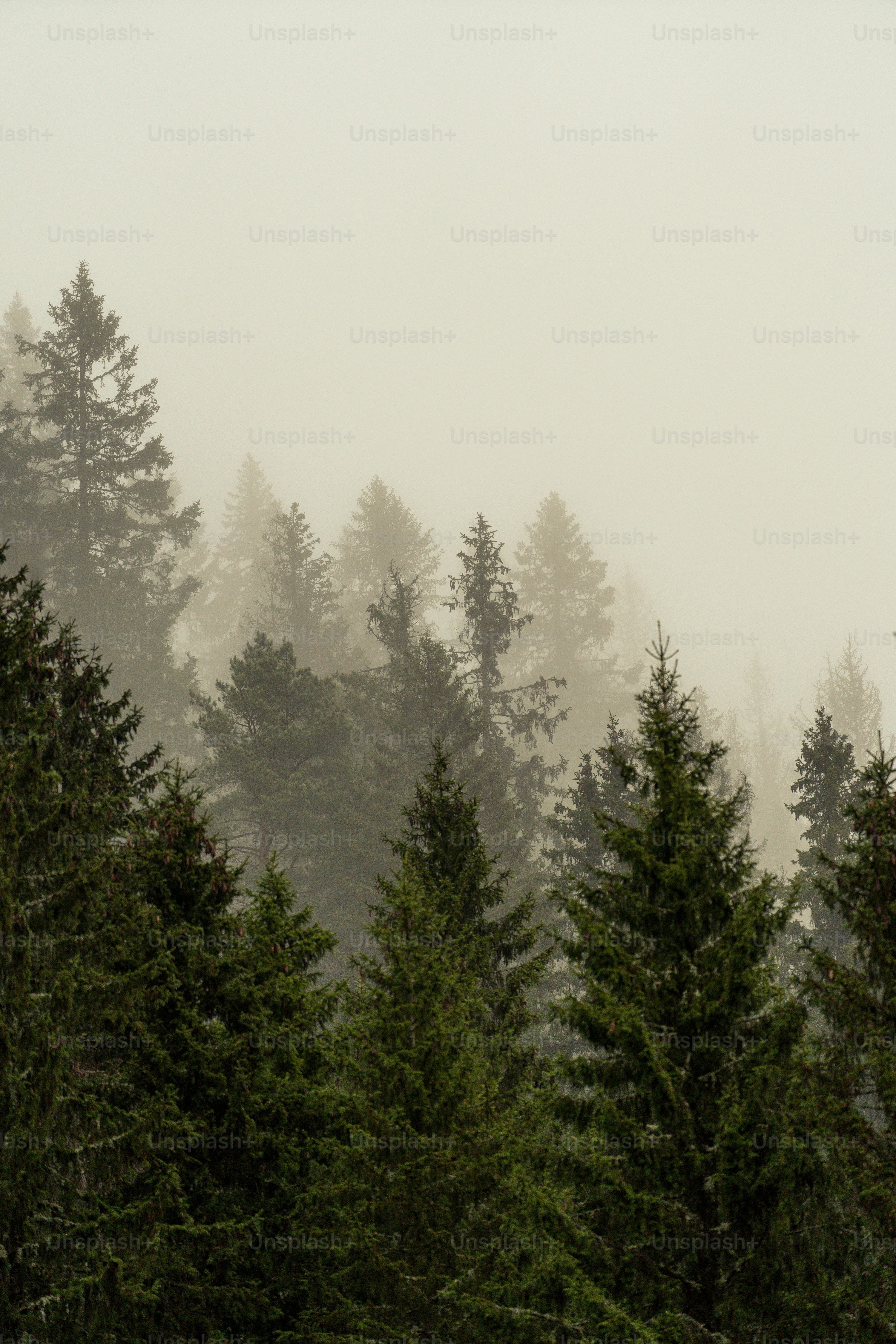 The legend of Limu 黎母山传说